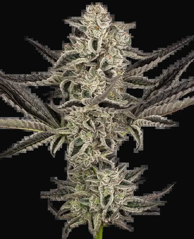 Purple Pickle Auto
