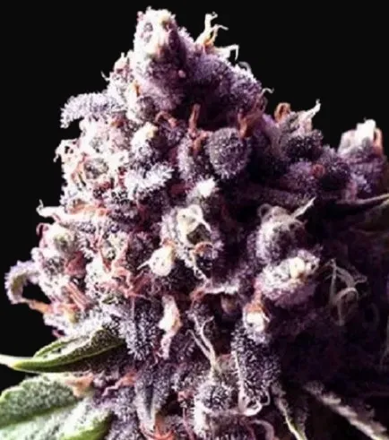 Purple Pinecone