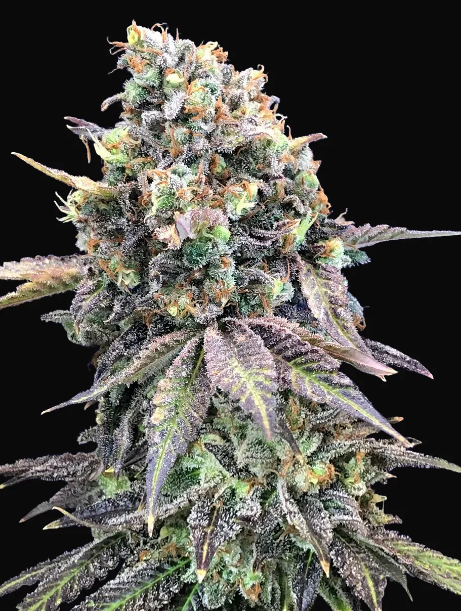 Purple Punch