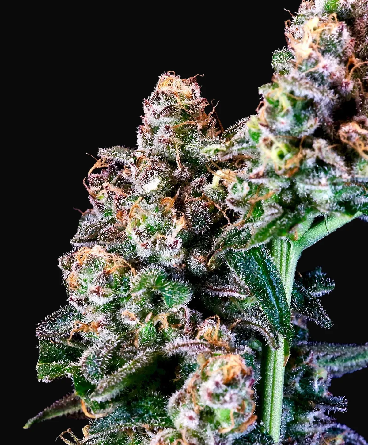 Purple Punch