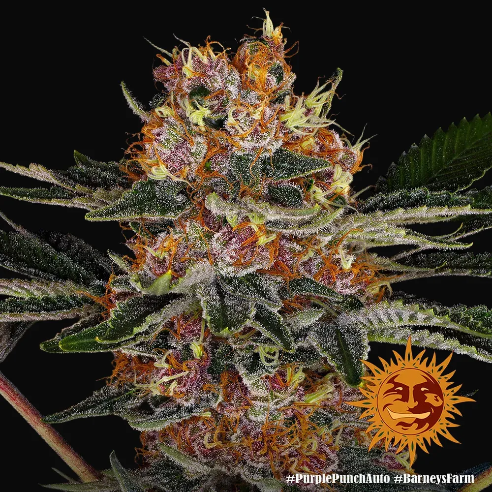 Purple Punch Auto