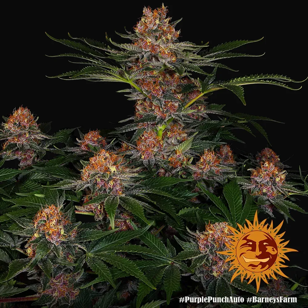 Purple Punch Auto