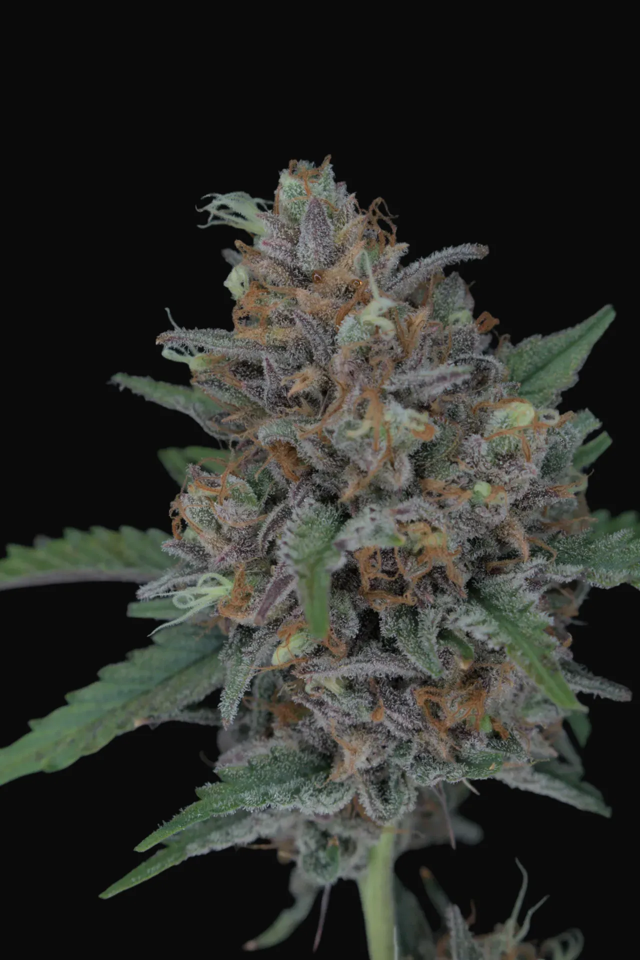 Purple Punch Auto