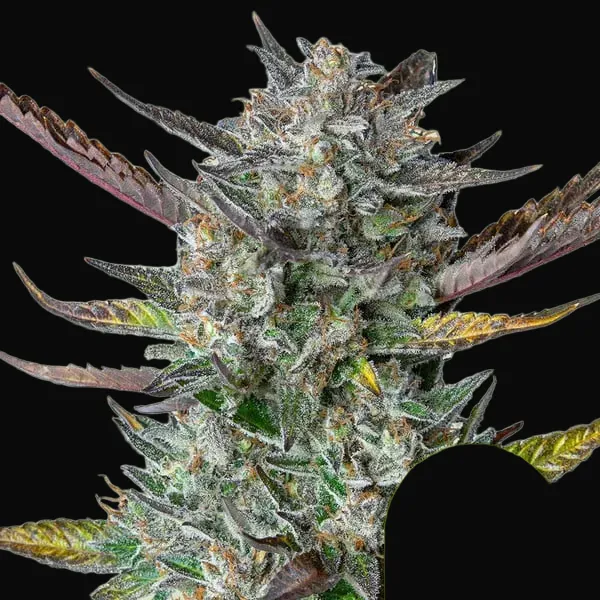 Purple Punch Auto