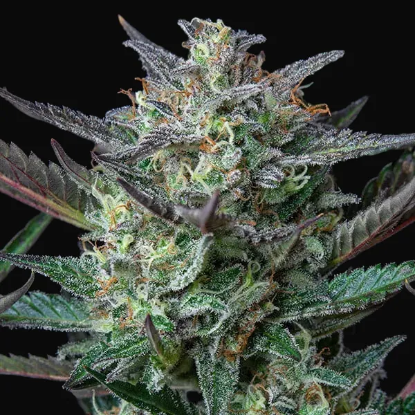 Purple Punch Auto