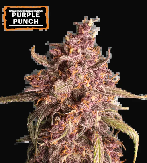 Purple Punch Auto
