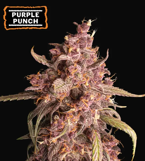 Purple Punch Auto