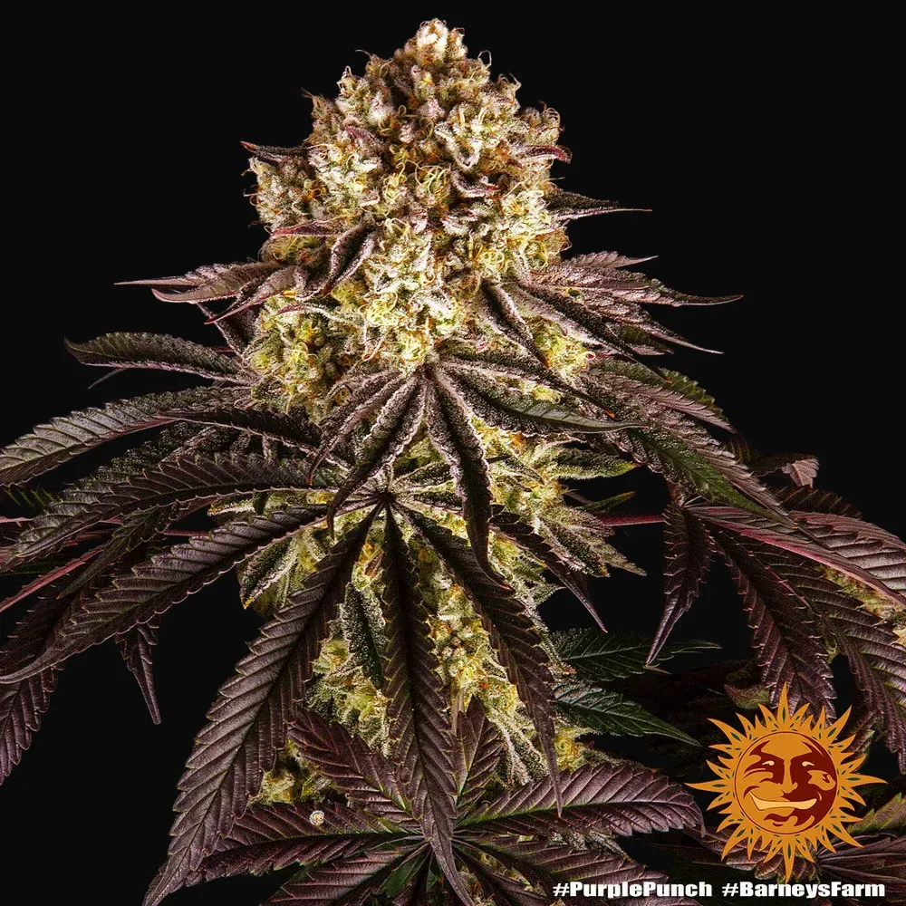 Purple Punch