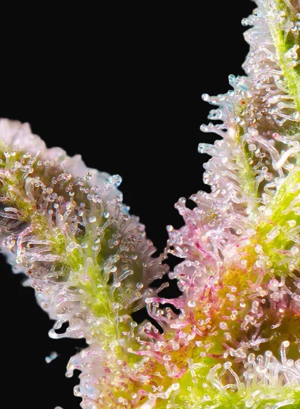 Purple Punch OG