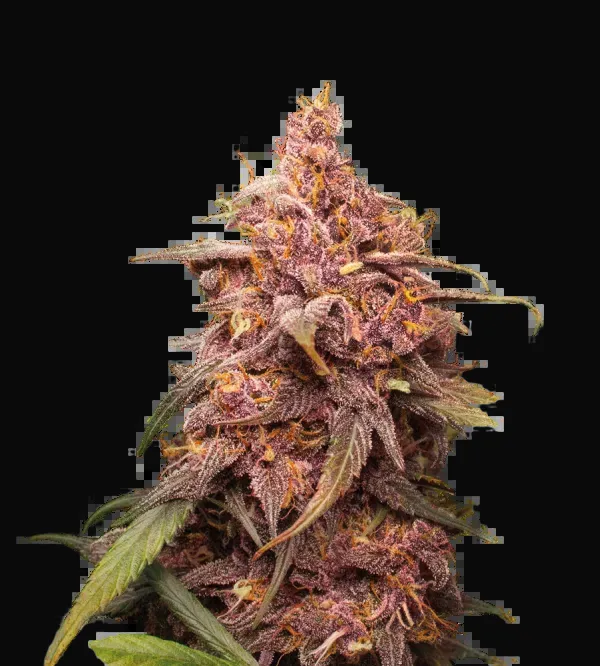 Purple Punch