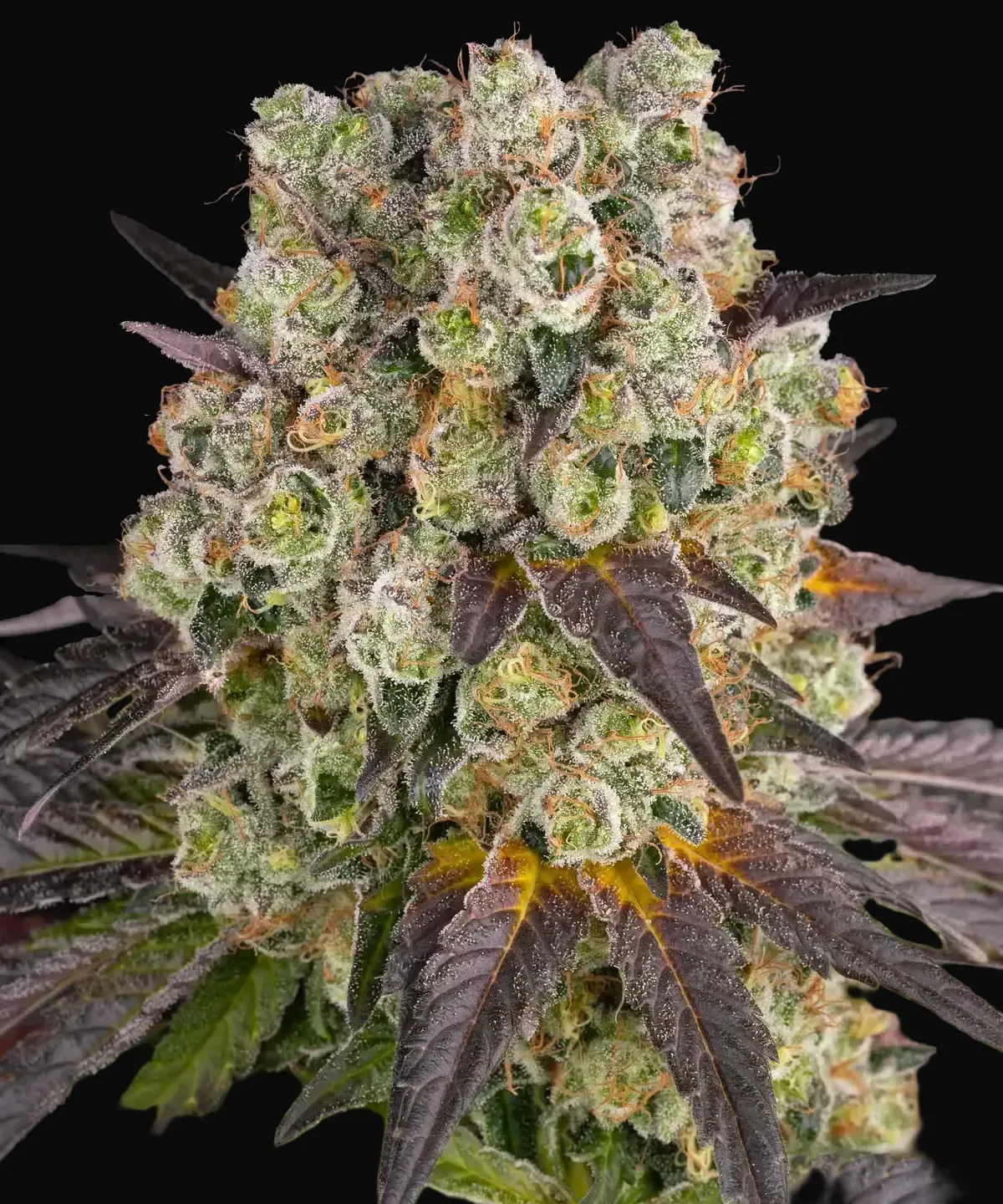 Purple Punch X Lemon Drizzle
