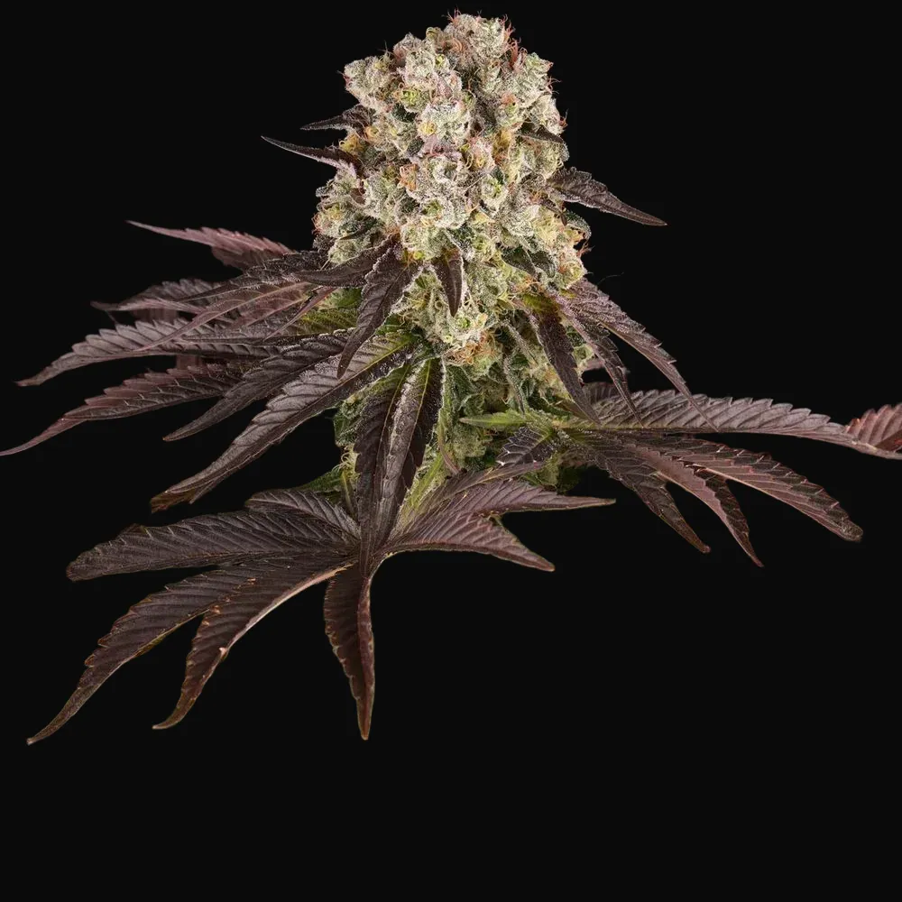Purple Punch X Lemon Drizzle