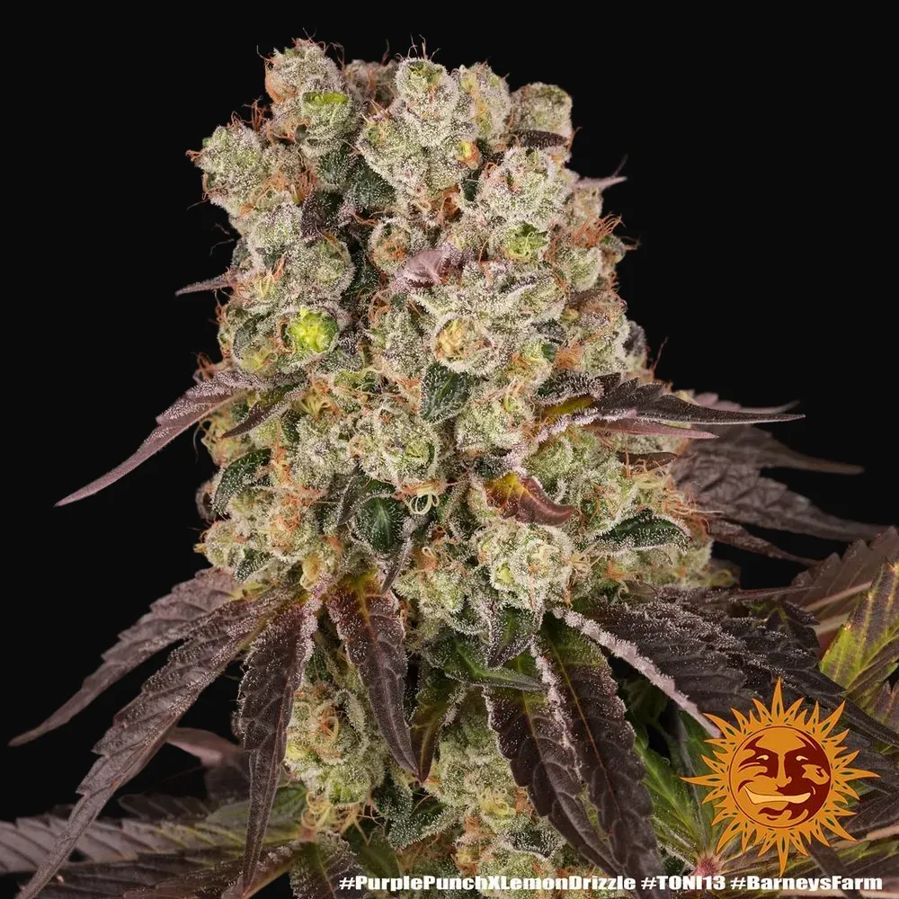Purple Punch X Lemon Drizzle