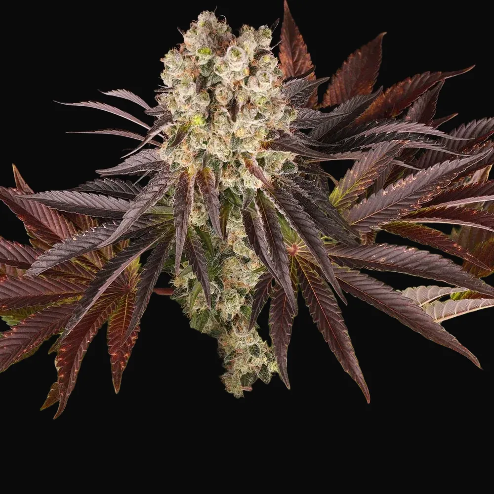 Purple Punch X Lemon Drizzle