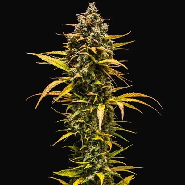 Purple Queen Auto