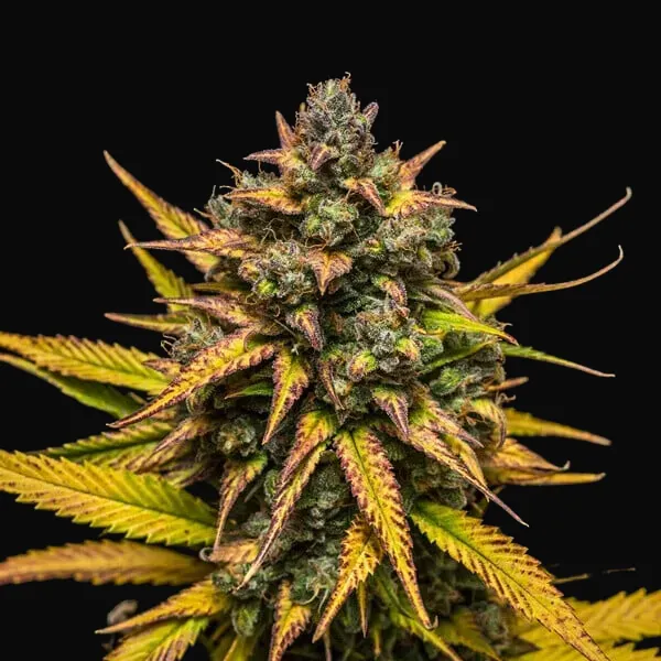 Purple Queen Auto
