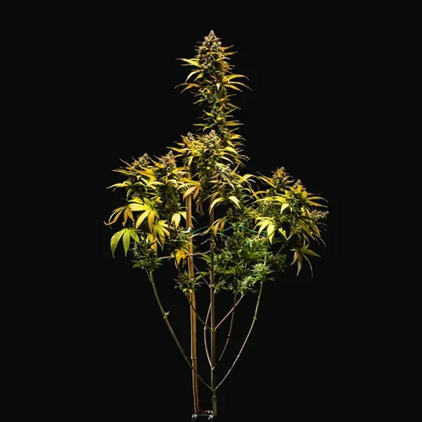 Purple Queen Auto