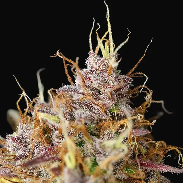 Purple Queen Auto