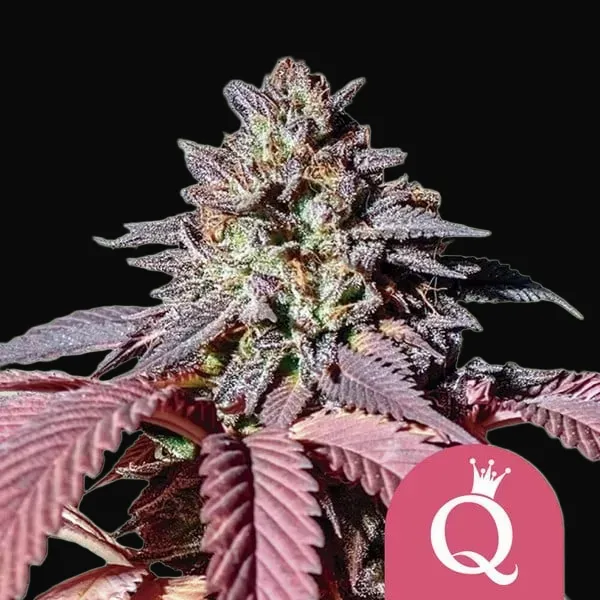Purple Queen