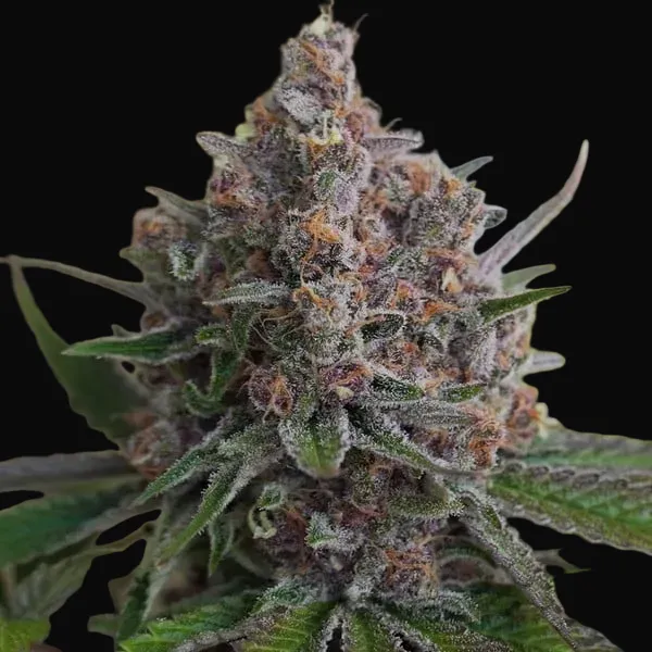 Purple Queen