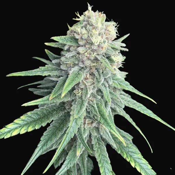 Purple Queen