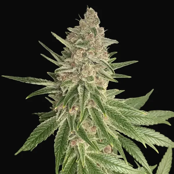 Purple Queen