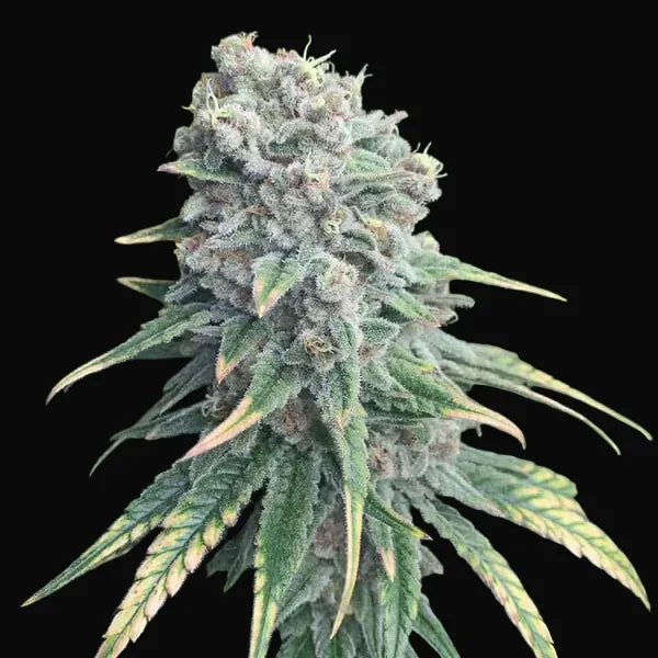 Purple Queen