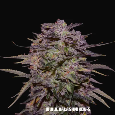 Purple Russian Express