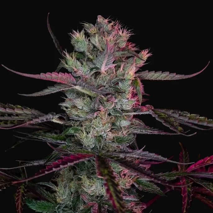 Purple Ryder Auto