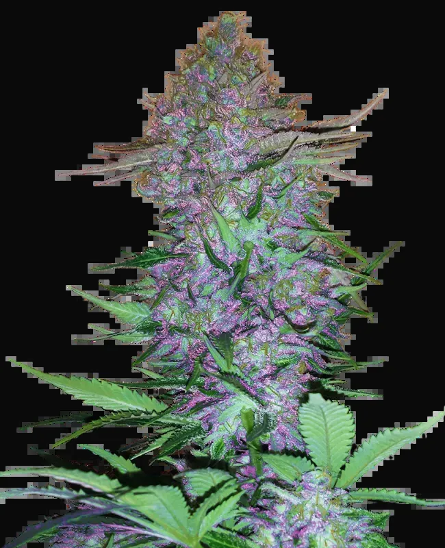 Purple Skunk Automatic