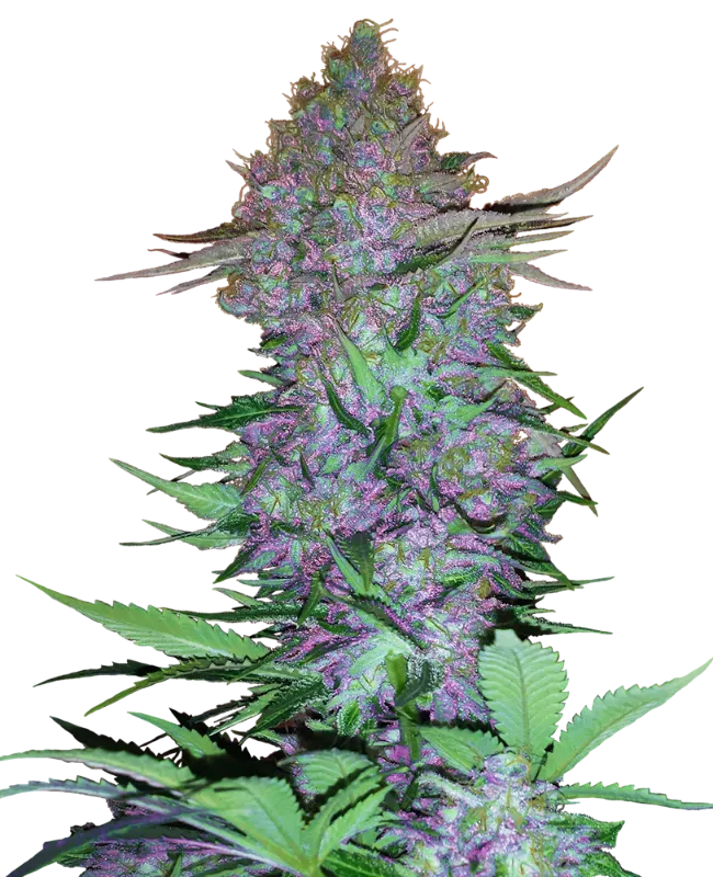Purple Skunk Automatic