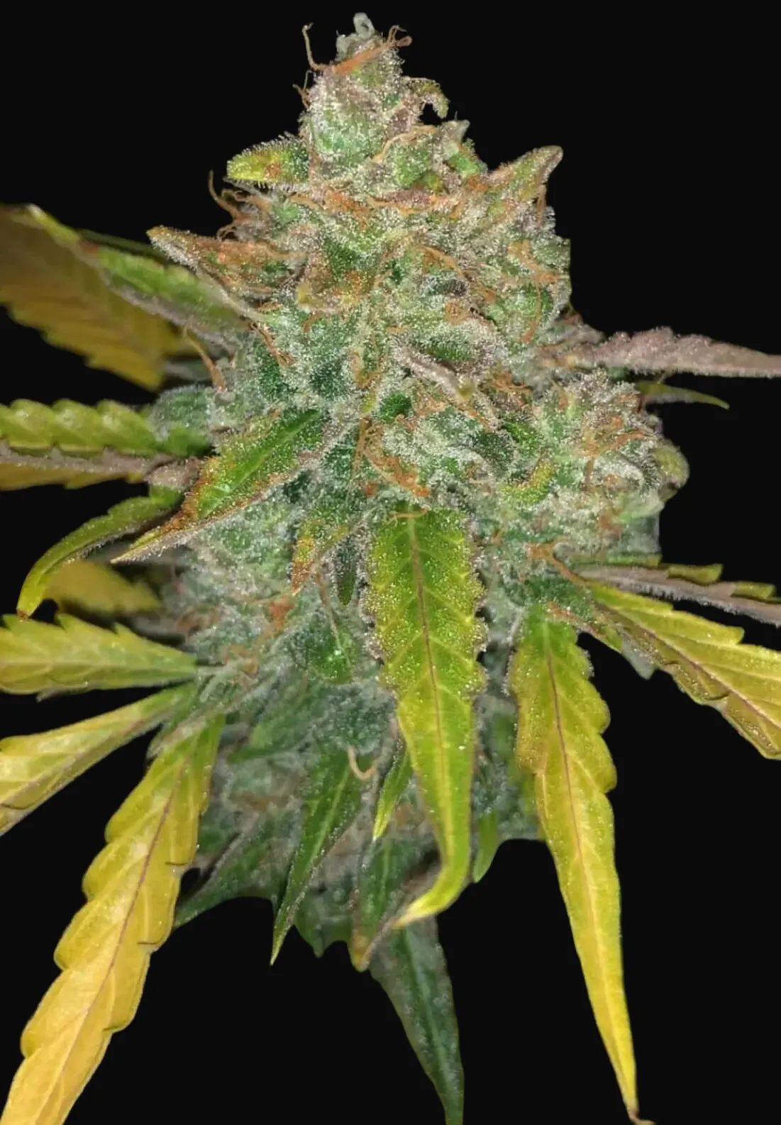 Purple Sunset Auto