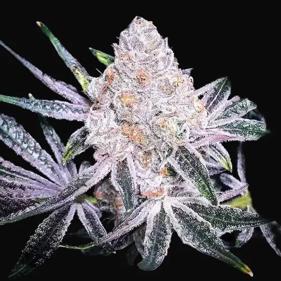Purple Sunset RBX2