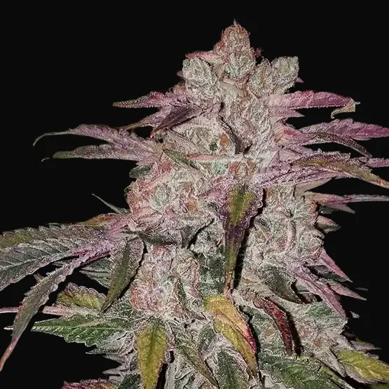 Purple Thai RBX1 Auto