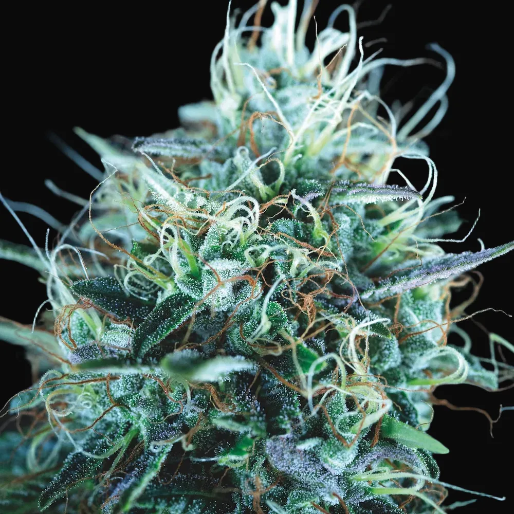 Purple Urkle x Blue Pyramid
