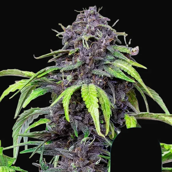 Purplematic CBD