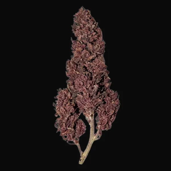 Purplematic CBD