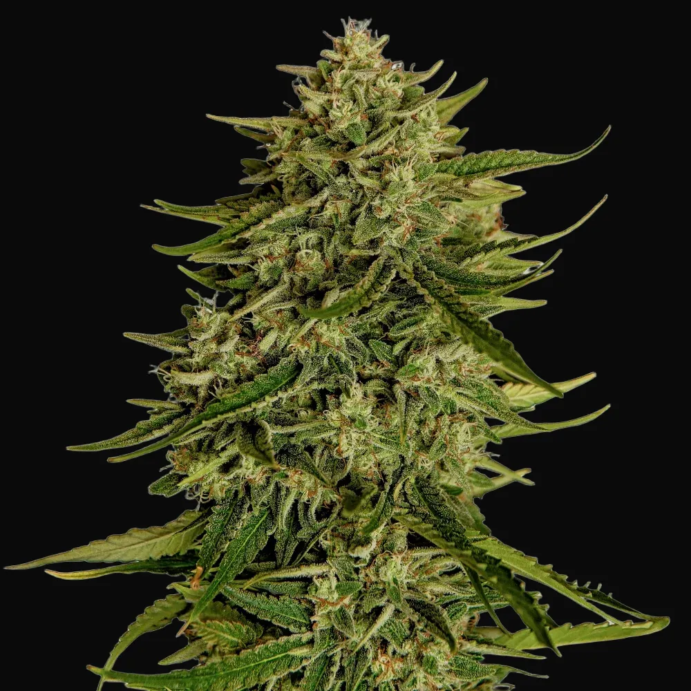 Quantum Terp F1