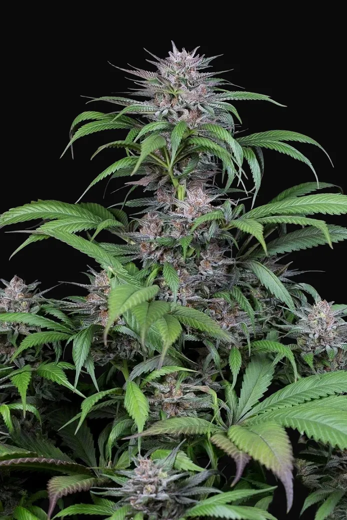 Quick Kush
