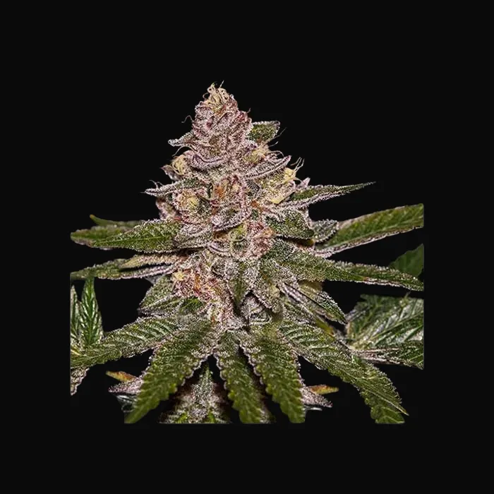 Radical Juice Auto