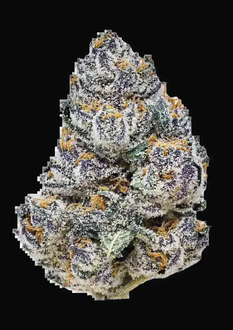 Rainbow Melon
