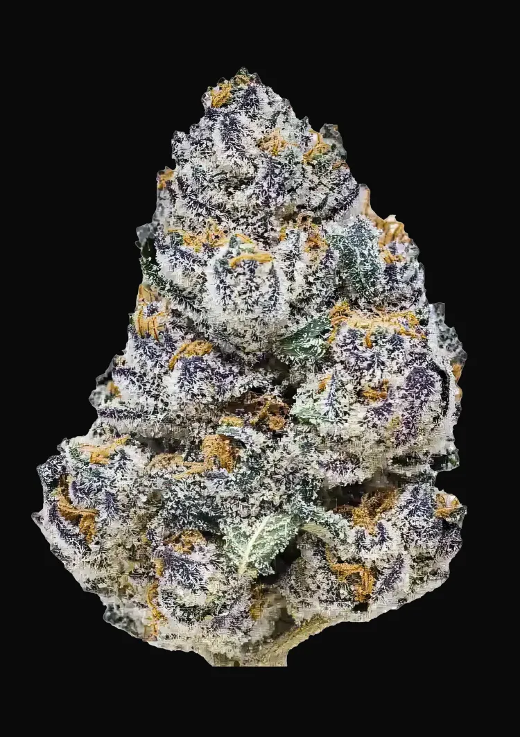 Rainbow Melon