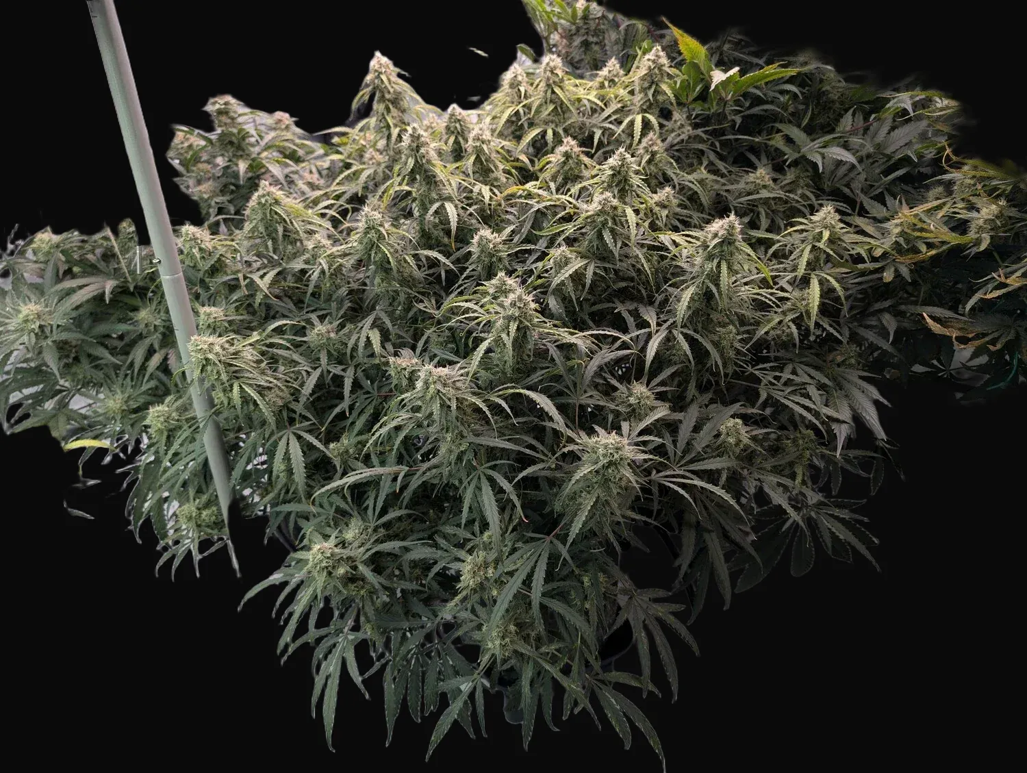 Rainbow Road Auto