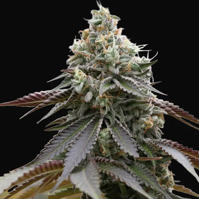 Rainbow Sherbert x Spritzer