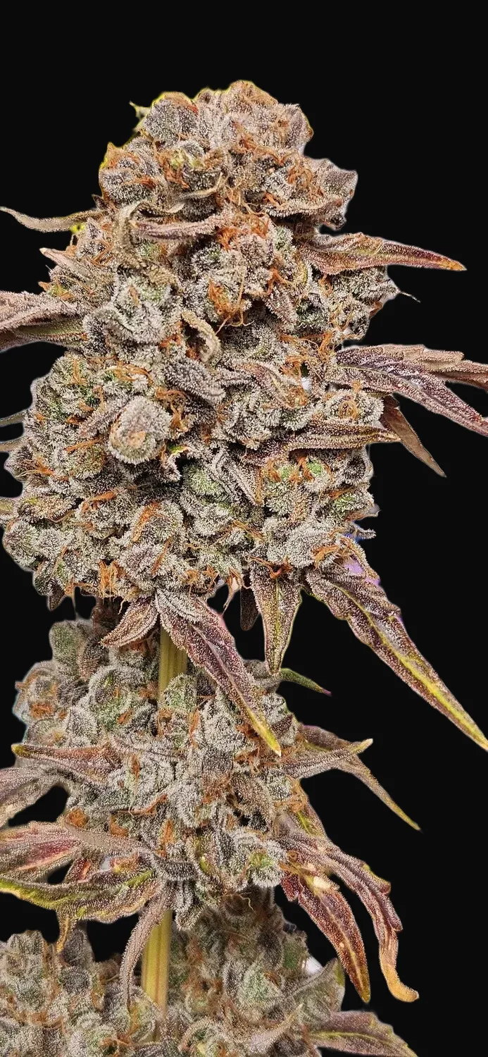 RainbO'z Auto