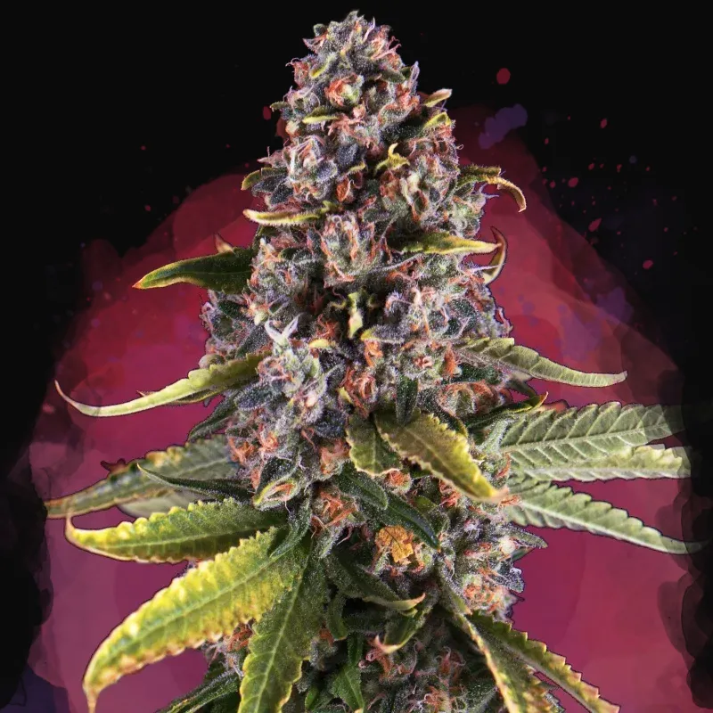 Raspberry Cough