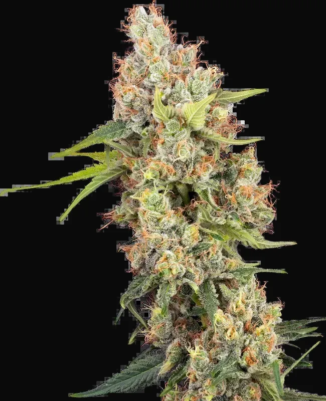 Raspberry Critical Kush Feminized