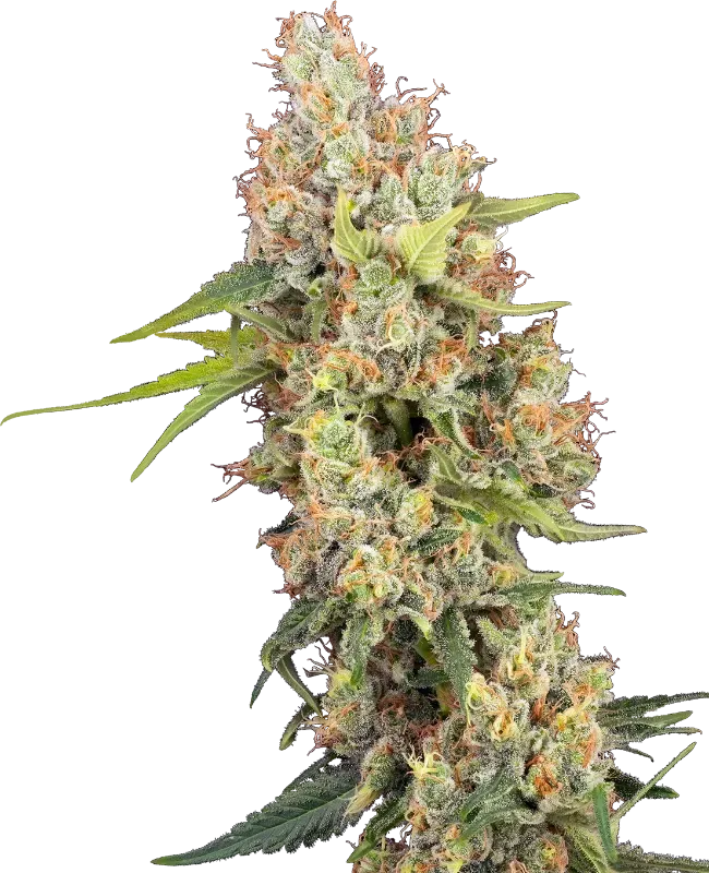 Raspberry Critical Kush Feminized