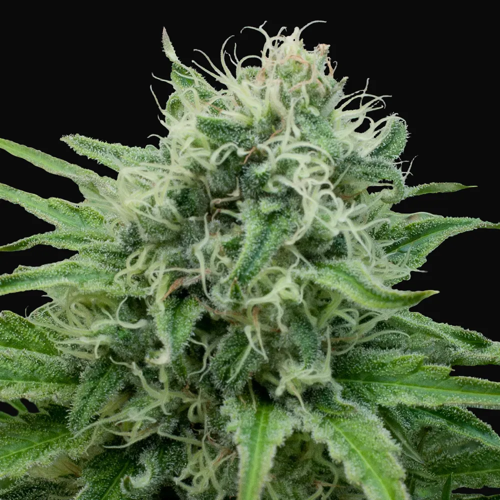 Raw Diesel
