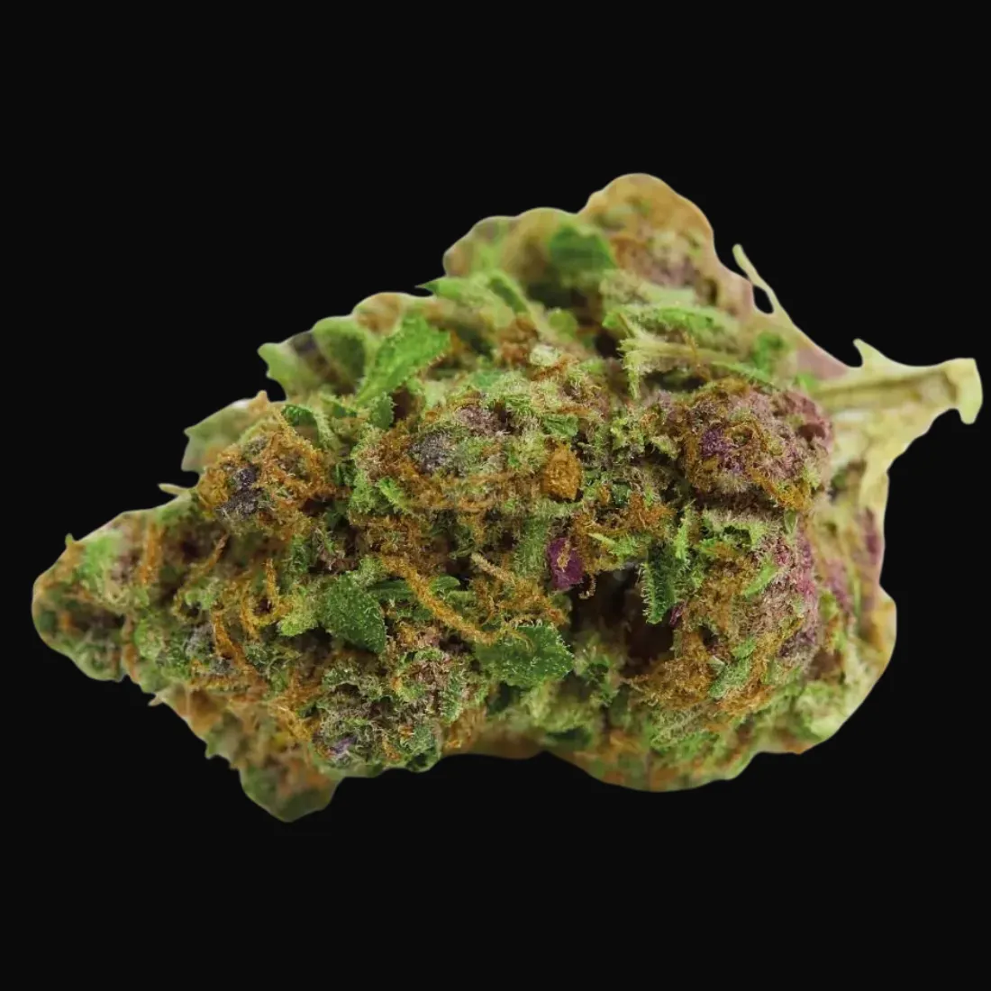Red Banana Berry XL Auto